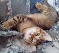 Котята в дар, полосатые