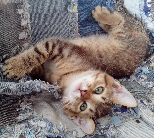 Котята в дар, полосатые