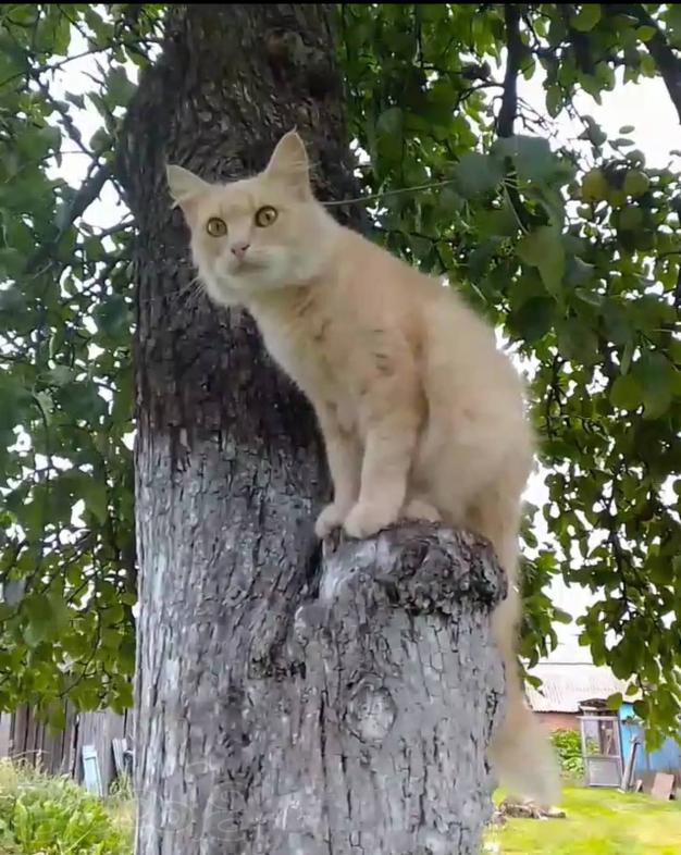 Сибирская персиковая кошка в дар